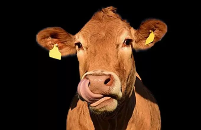 Γλίτωσε το σφαγείο η αγελάδα που διέσχισε τα σύνορα της ΕΕ χωρίς χαρτιά