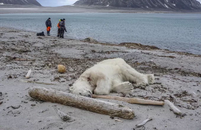 Πολική αρκούδα σκοτώθηκε αφού επιτέθηκε σε φύλακα κρουαζιέρας
