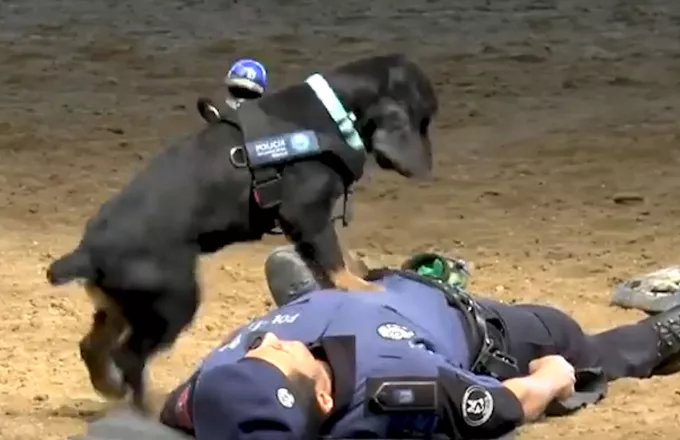 Αστυνομικός σκύλος παρέχει ανάνηψη σε αξιωματικό (video)