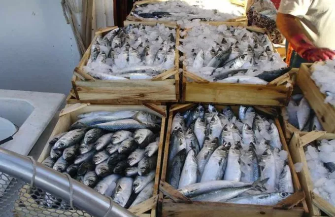 104 κιλά ακατάλληλων αλιευμάτων κατασχέθηκαν στον Πειραιά 