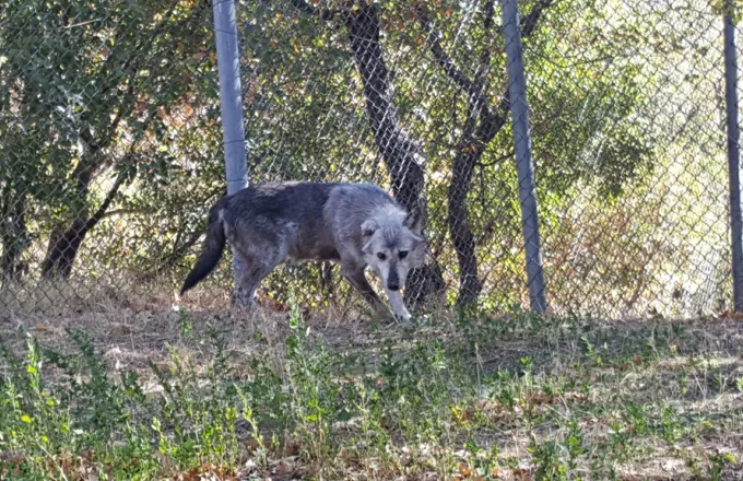 Δύο αδέρφια λύκους από τη Σερβία υιοθέτησε ο «Αρκτούρος»
