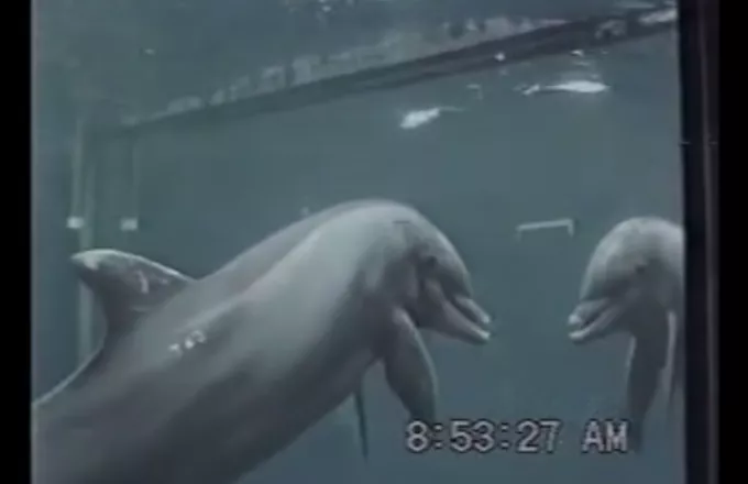 Τα δελφίνια αναγνωρίζουν τον εαυτό τους στον καθρέφτη (video)