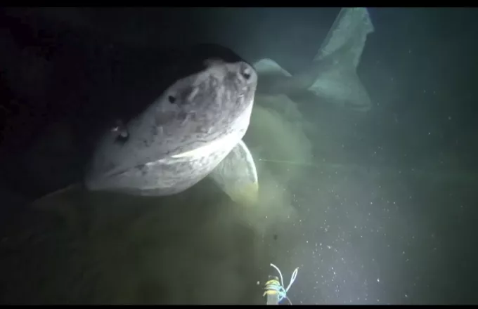 Το πρόσωπο ενός πολύ σπάνιου καρχαρία που ζει τρεις αιώνες (video)