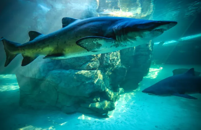 Καρχαρίας κατασπάραξε τουρίστα στην Αίγυπτο