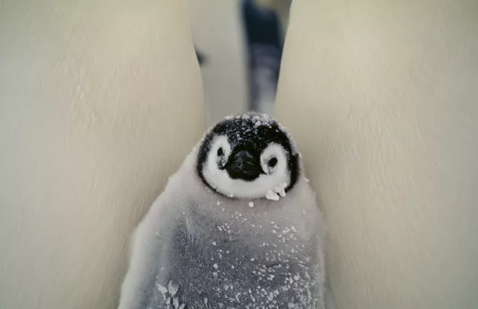 Πολικό ψύχος στον Καναδά - Σε καταφύγια ακόμα και οι βασιλικοί πιγκουίνοι