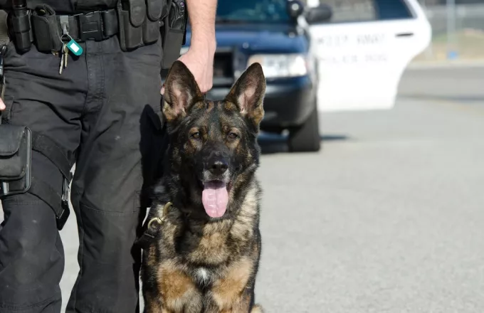 ΗΠΑ: Άνθρωπος δάγκωσε σκύλο της αστυνομίας που έκανε έρευνα