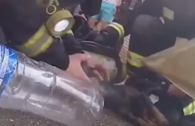 Ισπανία: Πυροσβέστες έσωσαν τη ζωή σκύλου από φλεγόμενο διαμέρισμα(Βίντεο)
