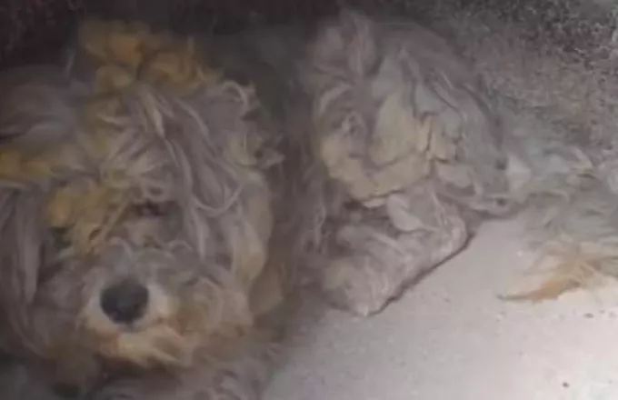 Βρήκαν ζωντανό ένα σκυλάκι μέσα σε φούρνο καμένου σπιτιού στο Μάτι (video)