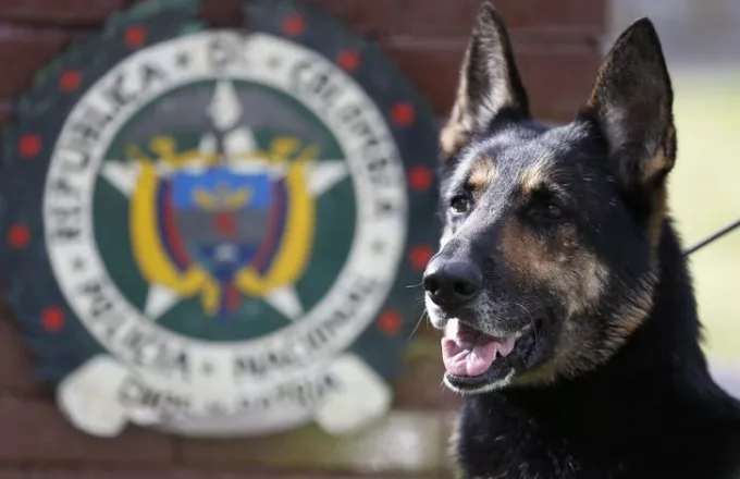 Το κολομβιανό καρτέλ επικήρυξε αστυνομικό σκύλο 