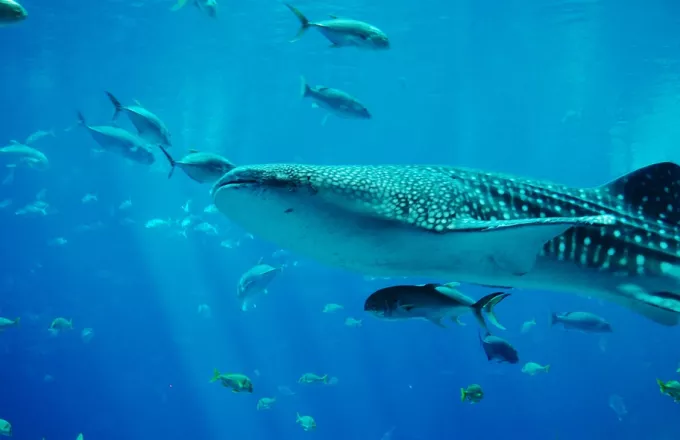 Επιστήμονες συλλέγουν DNA φαλαινοκαρχαρία για να δουν τη συμπεριφορά του