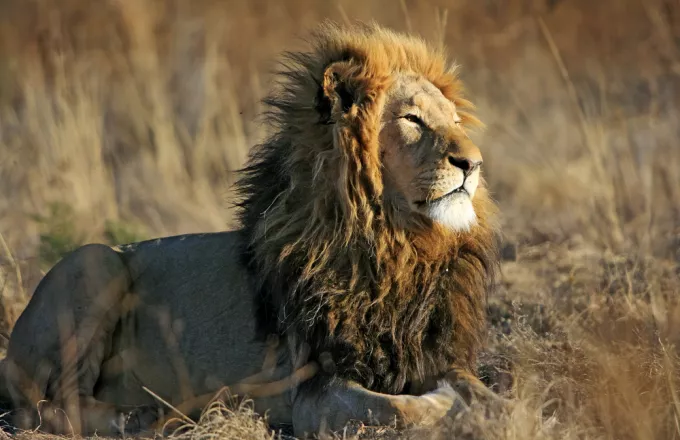 Λιοντάρια καταβρόχθησαν λαθροκυνηγό στη Νότια Αφρική
