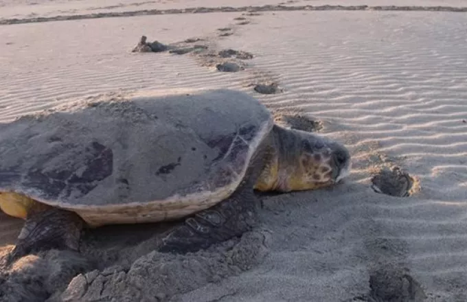 Σαλαμίνα: Νεκρή θαλάσσια χελώνα