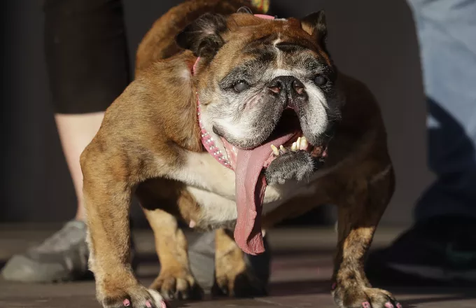 Αυτό είναι το ασχημότερο σκυλί στον κόσμο για το 2018 (video & pics)