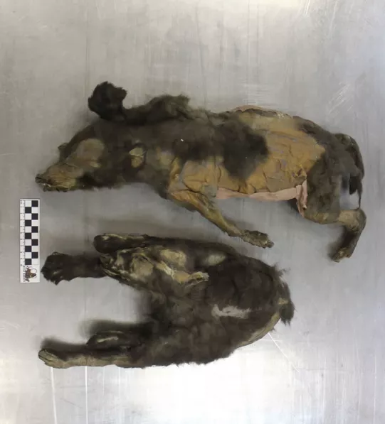 Λύκοι 14.000 ετών