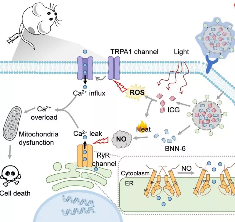 Μελέτη για τον καρκίνο
