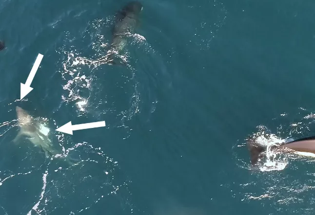 Φάλαινες δολοφόνοι τρώνε τα συκώτια των καρχαριών