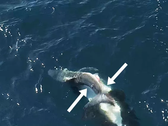 Φάλαινες δολοφόνοι τρώνε τα συκώτια των καρχαριών