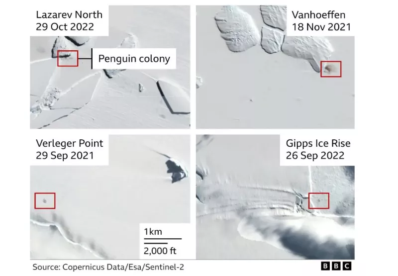 Πιγκουίνοι