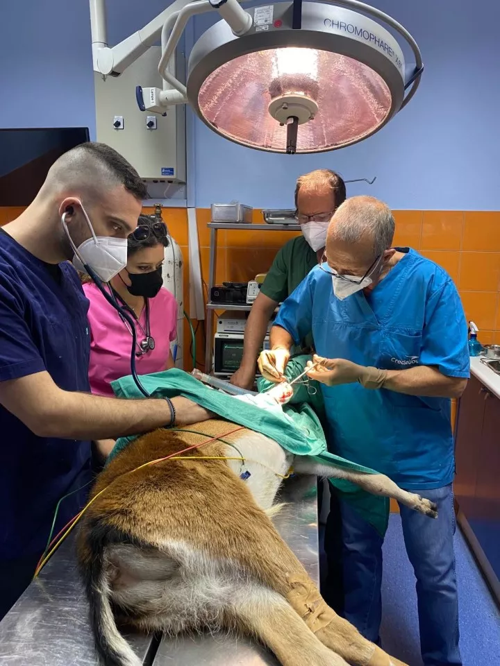 ελάφι ρόδος