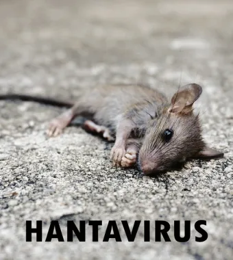 Hantavirus