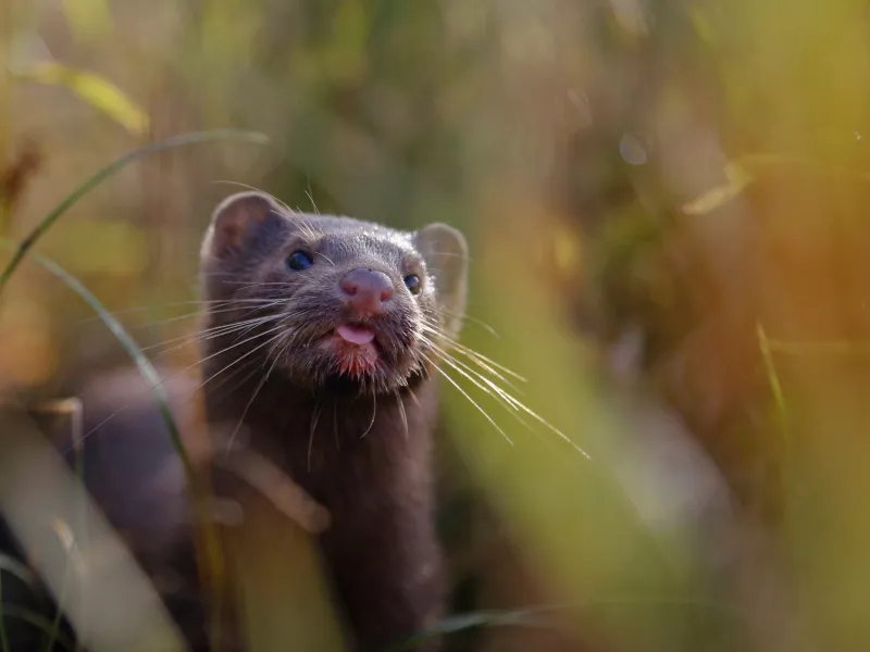 Γαλλία-κορωνοϊός: Εκτροφείο βιζόν μολύνθηκε στο Παρίσι