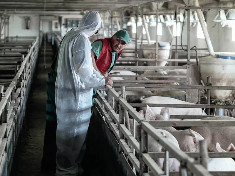 Πανώλη Θεσσαλία εισαγγελική έρευνα