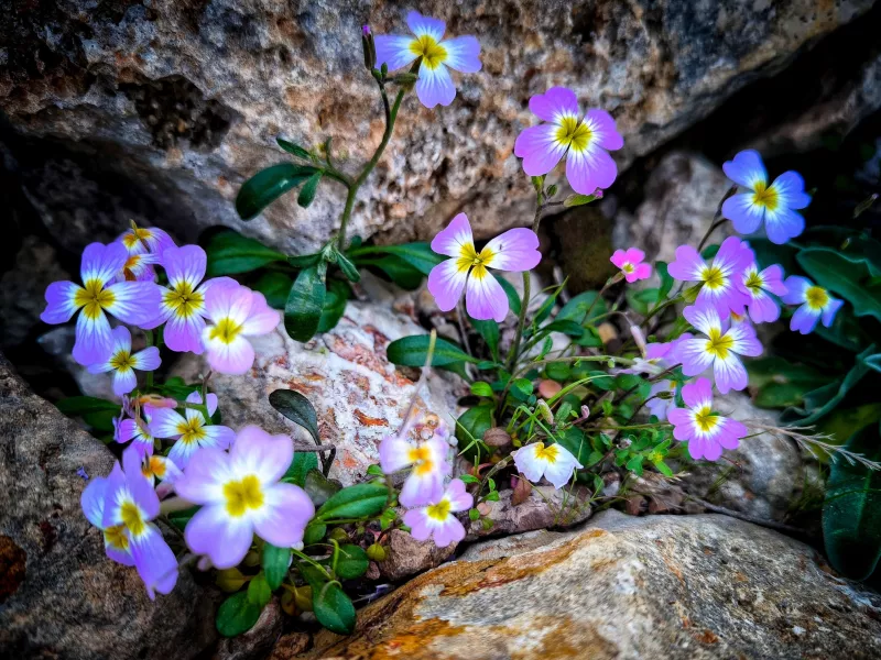 Εορτολόγιο
