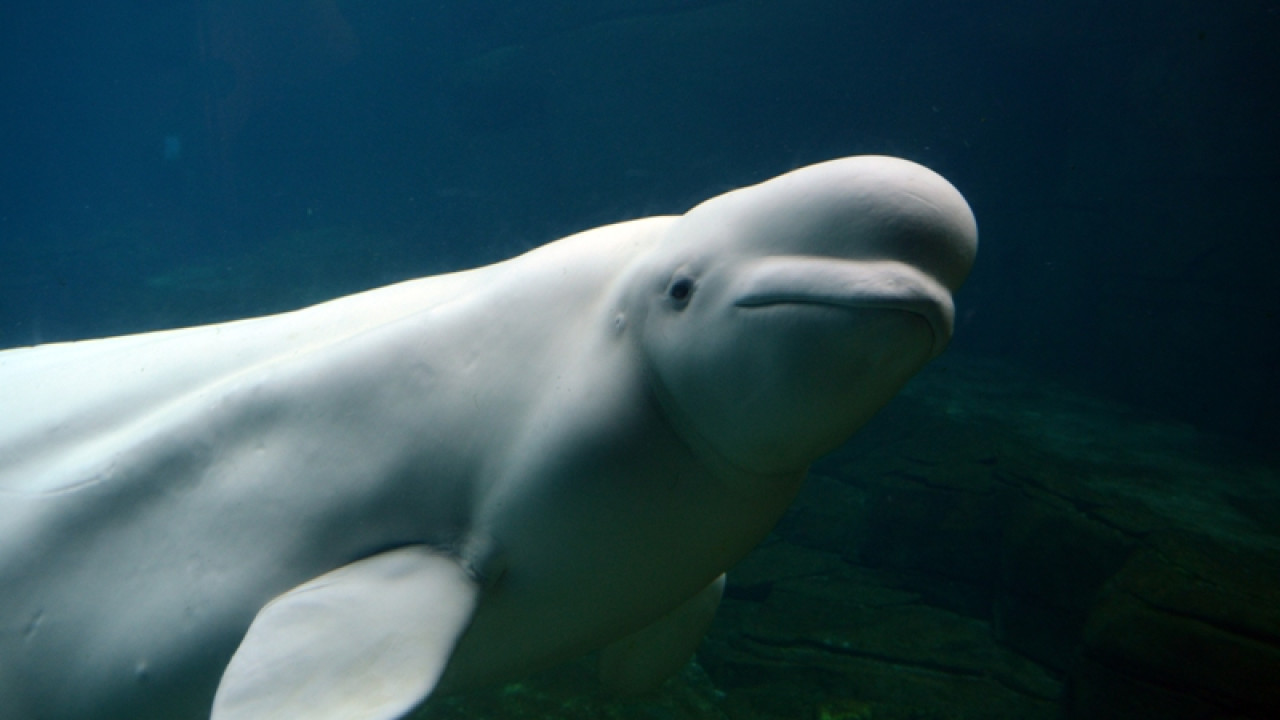 Γαλλία: Με drones παρακολουθείται η φάλαινα μπελούγκα που εμφανίστηκε στον Σηκουάνα