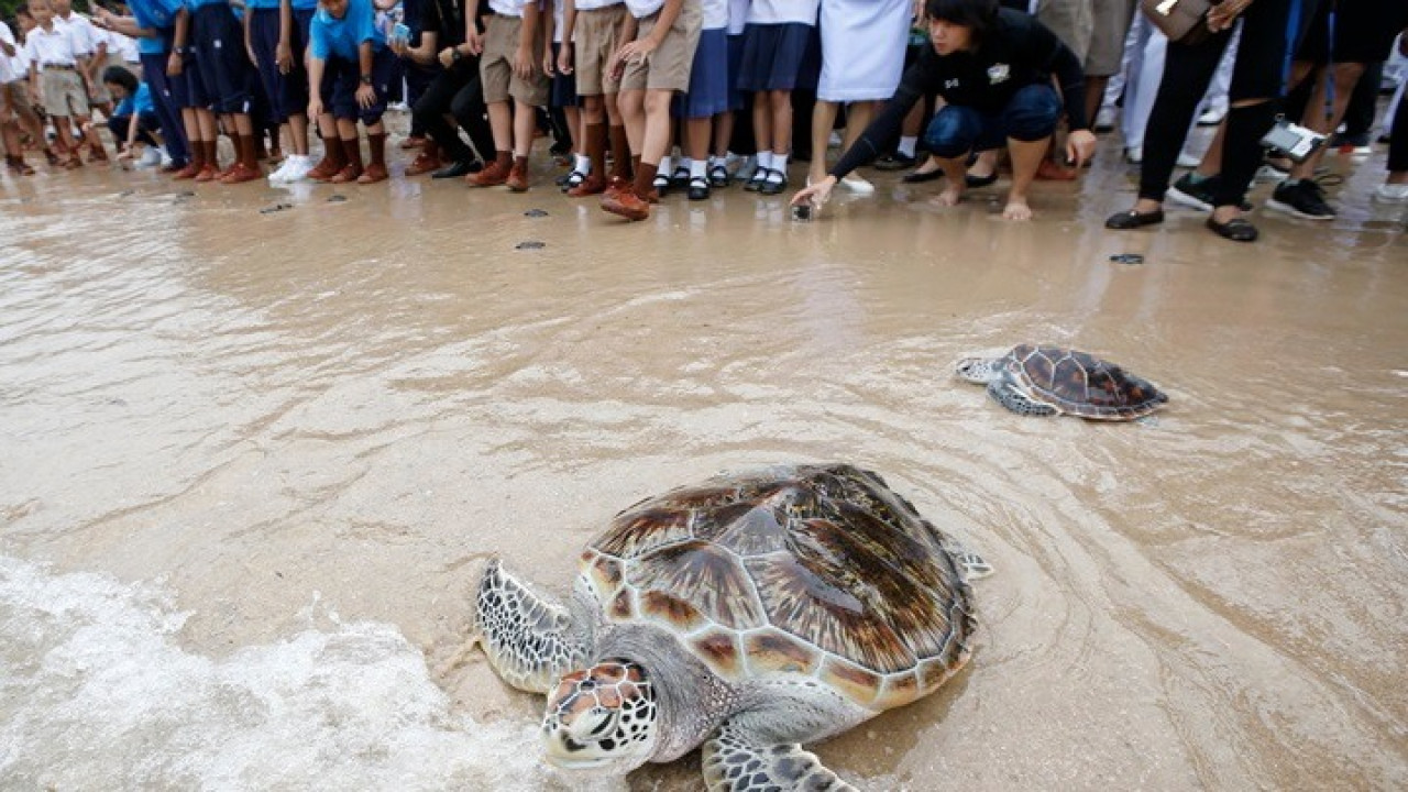 Θάσος: Νεκρές εντοπίστηκαν δύο θαλάσσιες χελώνες