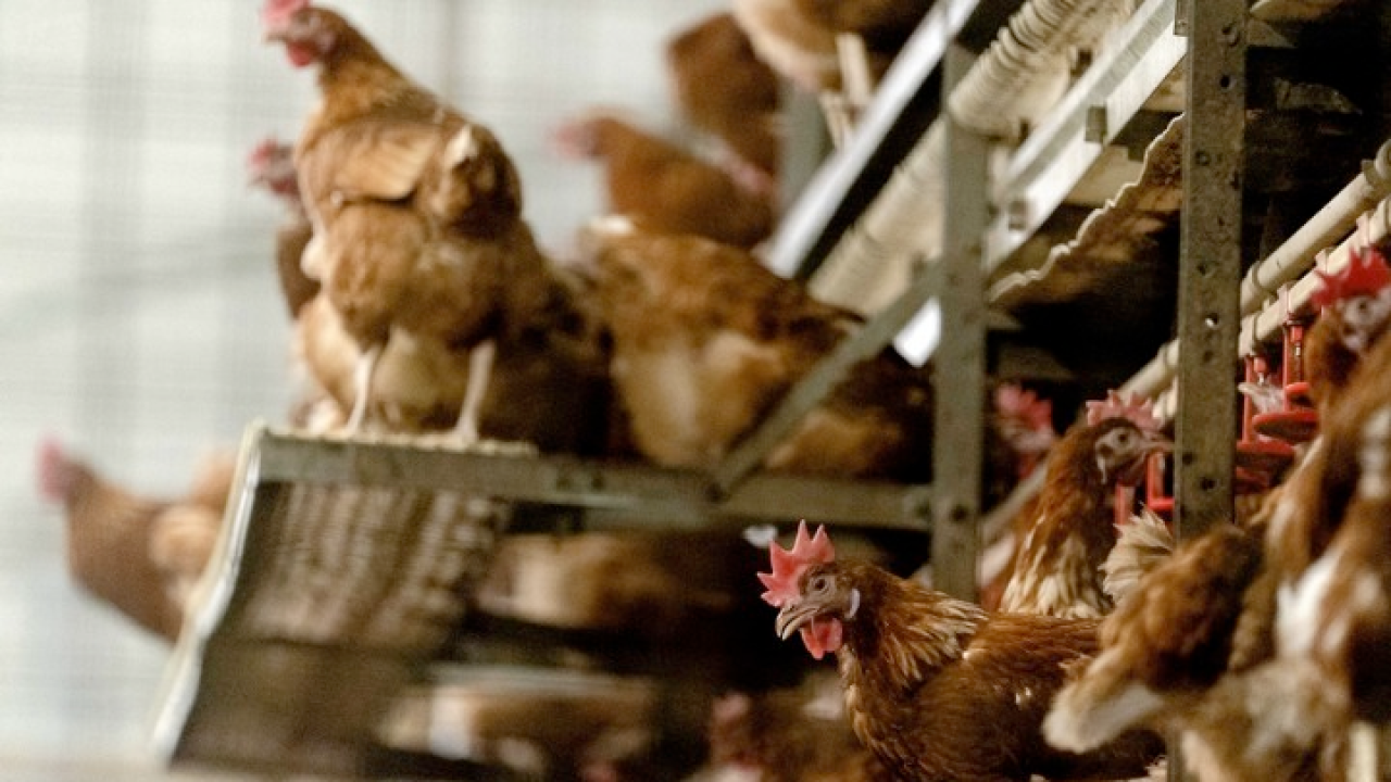 H «πιο καταστροφική» γρίπη των πτηνών πλήττει την Ευρώπη - Περισσότερα από 50 εκατ. πουλιά σφαγιάστηκαν