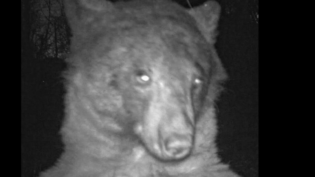 Αρκούδα-«influencer» στο Κολοράντο: Στάθηκε μπροστά από κάμερα και έβγαλε 400 σέλφις- Δείτε βίντεο