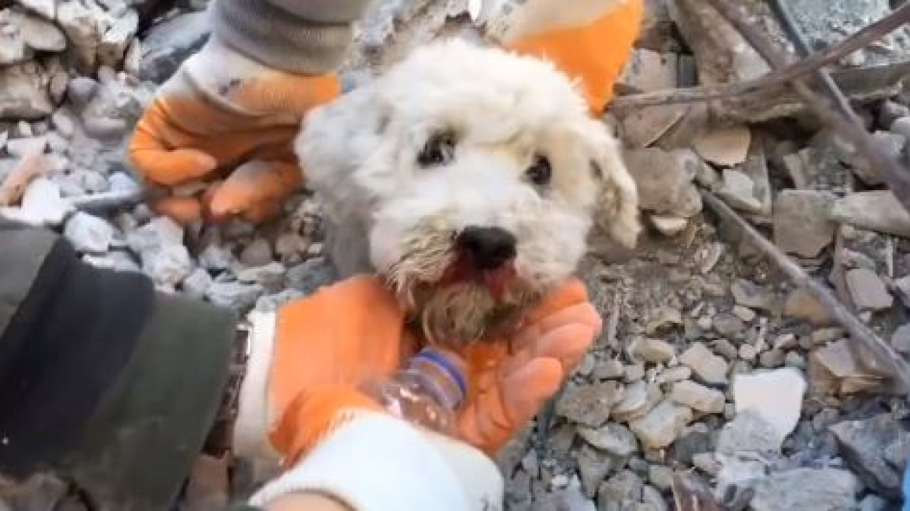 Σεισμός στην Τουρκία: Σκύλος διασώθηκε – Βίντεο