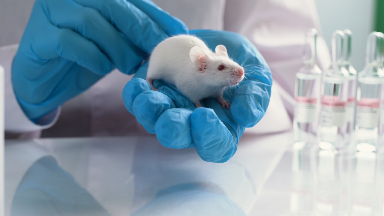 Το πρώτο ποντίκι από δύο «αρσενικά» κύτταρα στον κόσμο 