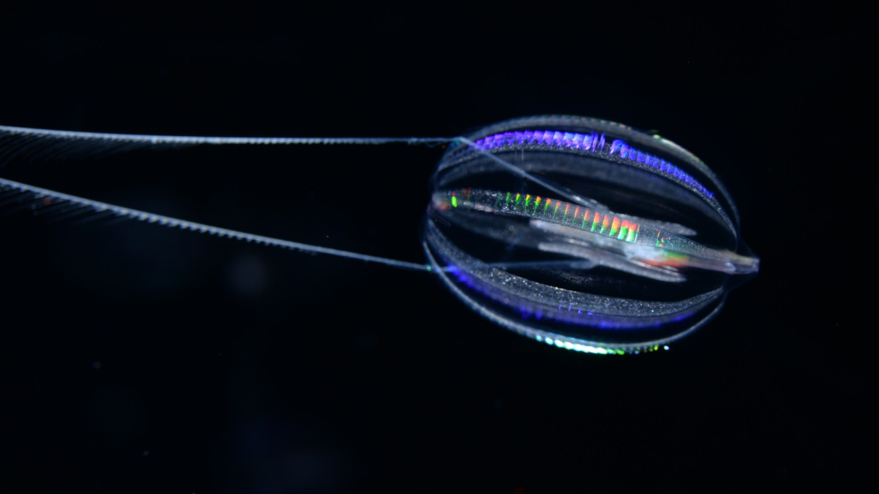 zoa erevna ape