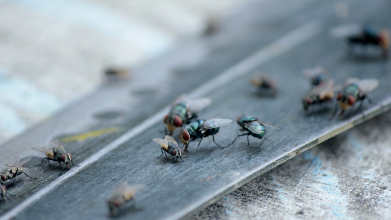 Βρετανία: Ερευνητές δημιούργησαν μύγες που αναπαράγονται με παρθενογένεση, αλλά... προτιμούν το κλασικό ζευγάρωμα
