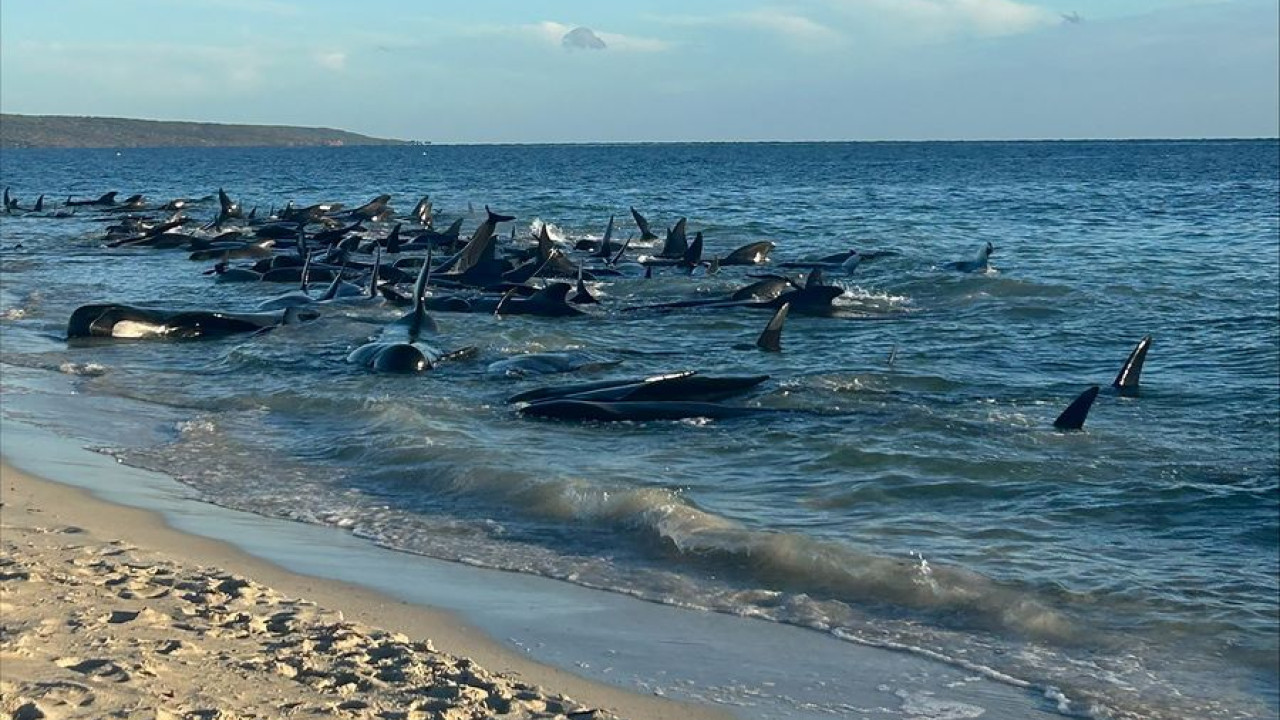 Θλιβερές εικόνες: Δεκάδες φάλαινες - πιλότοι εξόκειλαν και αργοπεθαίνουν σε ακτή της Αυστραλίας, νότια του Περθ