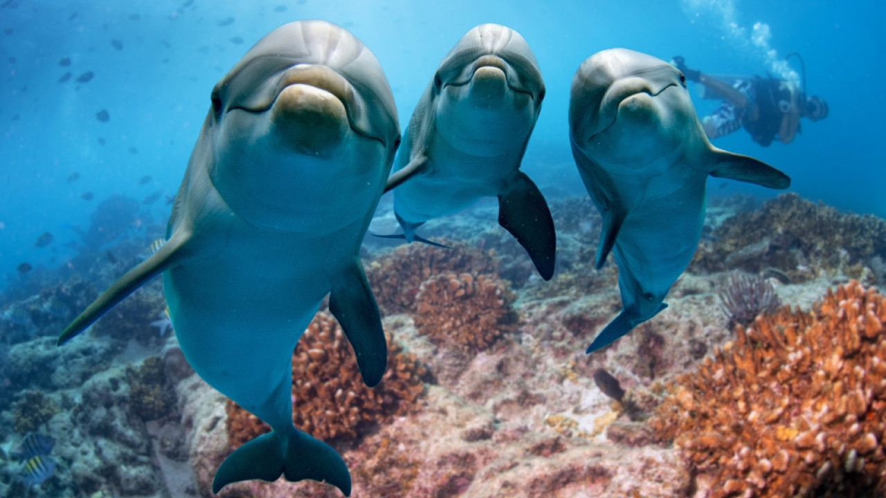 I delfini formano “clic” come gli esseri umani – Lo dimostra un nuovo studio