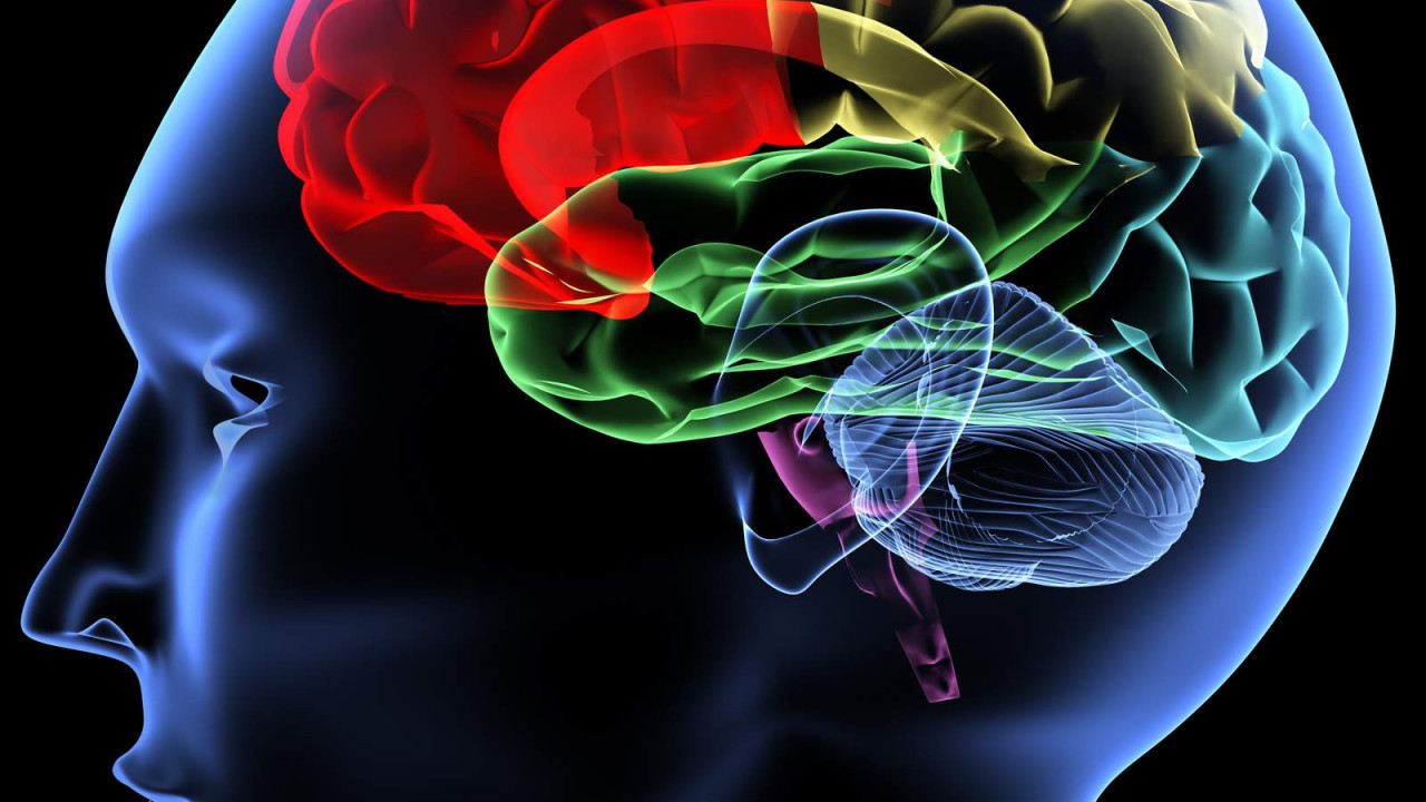 «Απίστευτη» ανακάλυψη για τη λειτουργία του εγκεφάλου από Έλληνες επιστήμονες στη Δανία