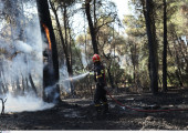 Ηλεία: Φίδι δάγκωσε πυροσβέστη σε επιχείρηση κατάσβεσης φωτιάς