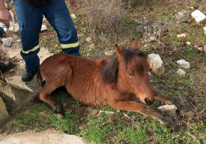 Αλογάκι στην Ξάνθη