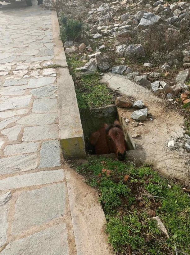 Αλογάκι στην Ξάνθη