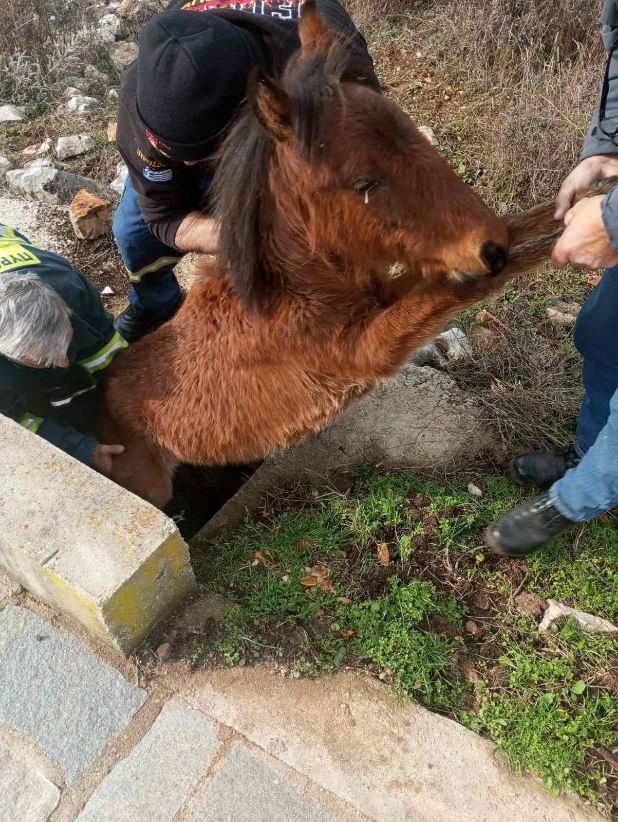 Αλογάκι στην Ξάνθη