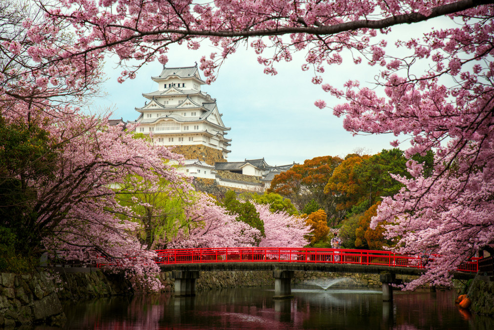 Japa Kyoto Κερασιές