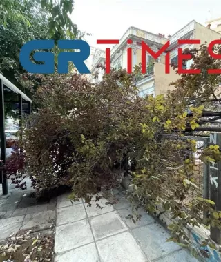 Ισχυροί άνεμοι στην Θεσσαλονίκη: Δέντρο έπεσε δίπλα από στάση λεωφορείου- Δείτε βίντεο