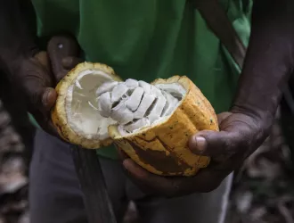 Πικρή γεύση: Η τιμή του κακάου υπερτριπλασιάστηκε, τα παιδιά στις αφρικανικές χώρες που το παράγουν υποσιτίζονται