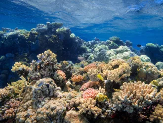 Πεθαίνουν τα κοράλλια στον Μεγάλο Ύφαλο της Αυστραλίας – Σε εξέλιξη το χειρότερο επεισόδιο λεύκανσης που έχει παρατηρηθεί ποτέ