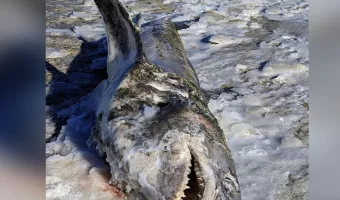 Ακραίο κρύο: Κουφάρι καρχαρία καταψύχθηκε σε παραλία της Μασαχουσέτης