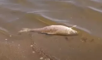 Νεκρά ψάρια στην λίμνη Κερκίνη
