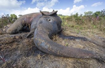 Επτά ελέφαντες νεκροί από δηλητήριο στη Σρι Λάνκα