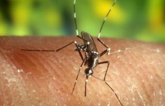Οι ψεκασμοί για τα κουνούπια ίσως ευθύνονται για το "Σύνδρομο της Αβάνας"